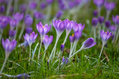 Güzel kır çiçekleri, bahar zamanı doğal arka plan.