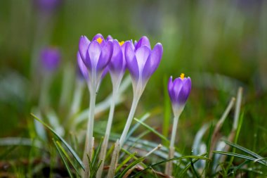 Güzel kır çiçekleri, bahar zamanı doğal arka plan.