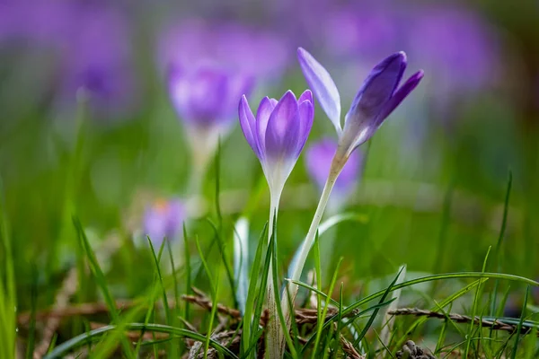 Gyönyörű Crocus Virágok Tavasz Természetes Szabadban Háttér — Stock Fotó