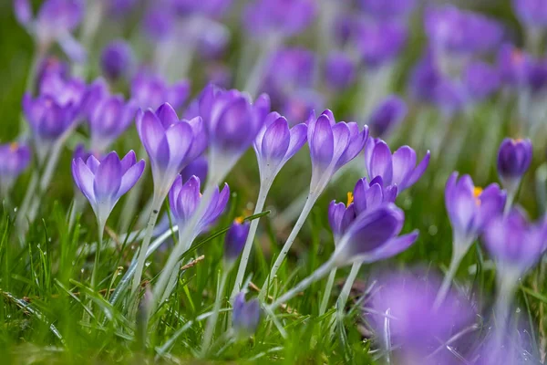 Beautiful Crocus Flowers Springtime Natural Outdoor Background — Stock Photo, Image
