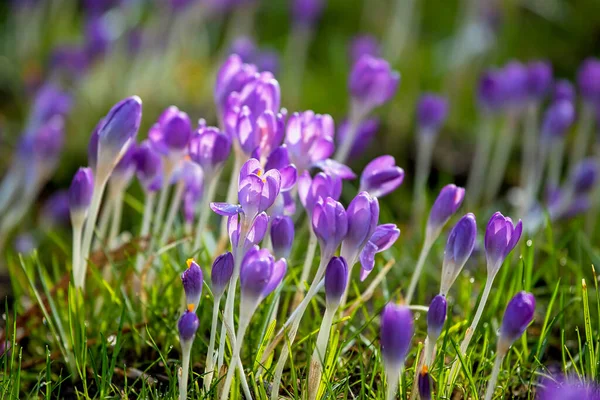 Vackra Krokus Blommor Vår Naturliga Utomhus Bakgrund — Stockfoto
