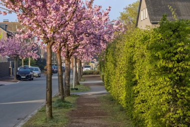 Sokak boyunca çiçek açan Sakura, güzel bir ilkbahar arka planı.