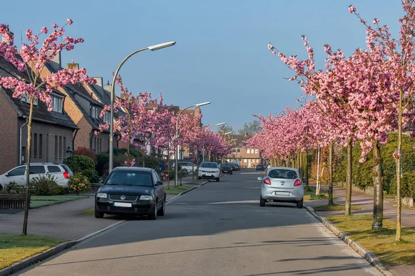 Sakura Ανθίσει Κατά Μήκος Του Δρόμου Όμορφη Άνοιξη Εξωτερικό Υπόβαθρο — Φωτογραφία Αρχείου