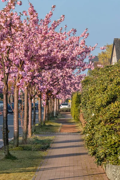 Çiçekli Sakura dalı, güzel ilkbahar arka planı.