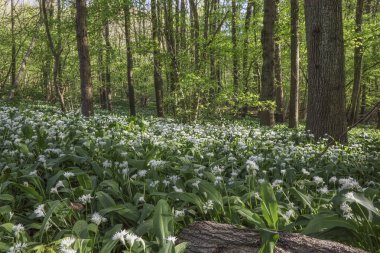 Bahar ormanlarında yabani sarımsak çalıları, doğal arka plan.