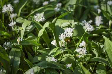 Bahar ormanlarında yabani sarımsak çalıları, doğal arka plan.