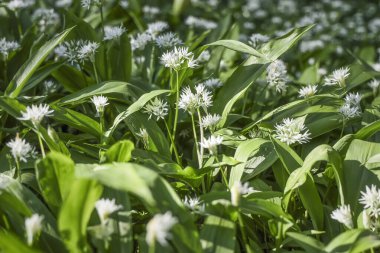 Bahar ormanlarında yabani sarımsak çalıları, doğal arka plan.