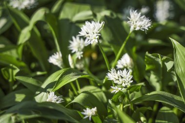 Bahar ormanlarında yabani sarımsak çalıları, doğal arka plan.