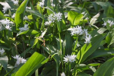Bahar ormanlarında yabani sarımsak çalıları, doğal arka plan.