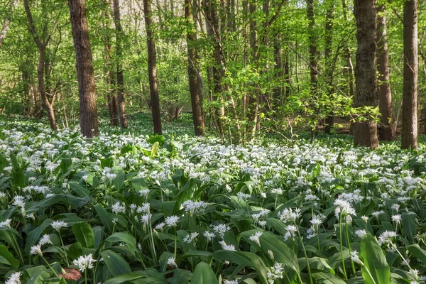 Bahar ormanlarında yabani sarımsak çalıları, doğal arka plan.