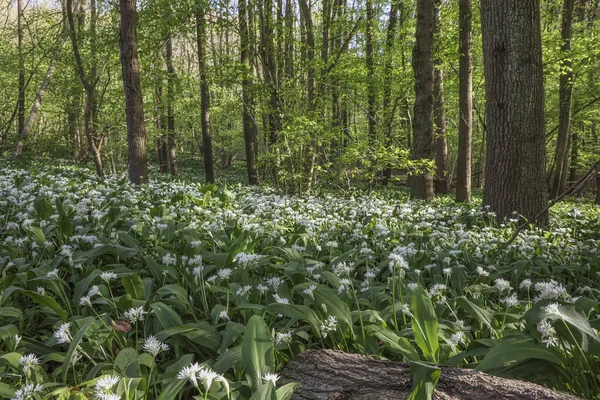 Bahar ormanlarında yabani sarımsak çalıları, doğal arka plan.