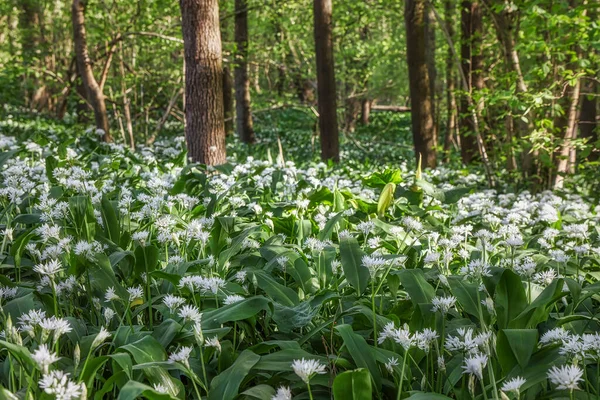 Bahar ormanlarında yabani sarımsak çalıları, doğal arka plan.