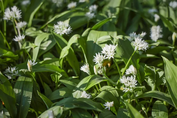 Bahar ormanlarında yabani sarımsak çalıları, doğal arka plan.