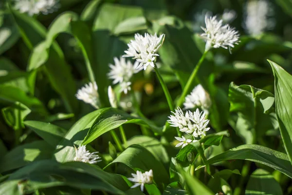 Bahar ormanlarında yabani sarımsak çalıları, doğal arka plan.