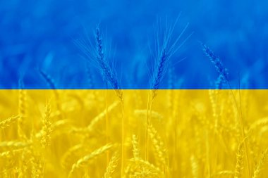 Buğday tarımı alanında Ukrayna bayrağı, dünya gıda krizi teması