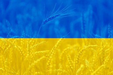 Buğday tarımı alanında Ukrayna bayrağı, dünya gıda krizi teması