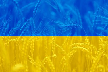 Buğday tarımı alanında Ukrayna bayrağı, dünya gıda krizi teması