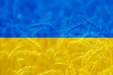 Buğday tarımı alanında Ukrayna bayrağı, dünya gıda krizi teması