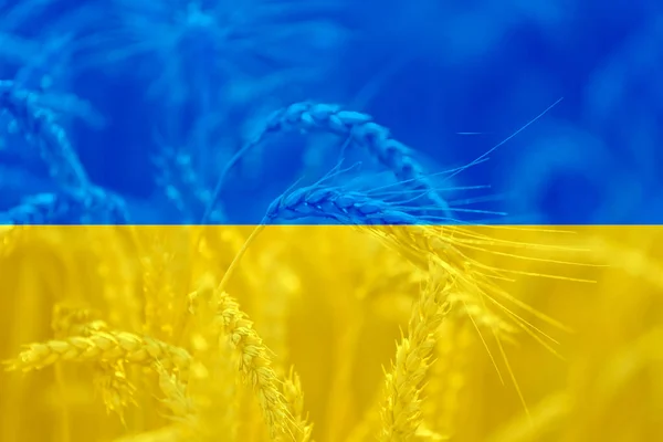 Buğday tarımı alanında Ukrayna bayrağı, dünya gıda krizi teması