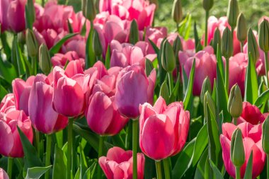 Hollanda 'daki Keukenhof çiçek bahçesinde güzel pembe laleler.