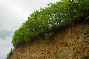 Orman bir uçurumda bitiyor.