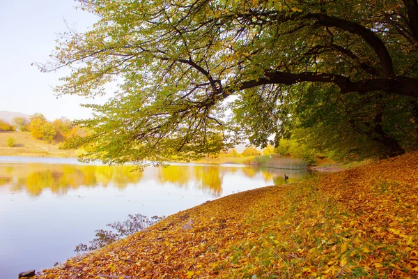 Das Seeufer Ist Herbst Mit Gelben Blättern Bedeckt — Stockfoto