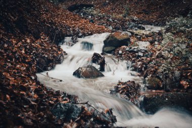 Ormandaki küçük güzel nehir