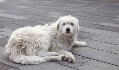 Tatlı sokak köpeği yerde yatıp kameraya bakıyor.