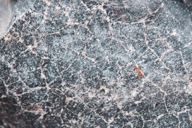 Arkaplan olarak renkli yosunlu gri kaya