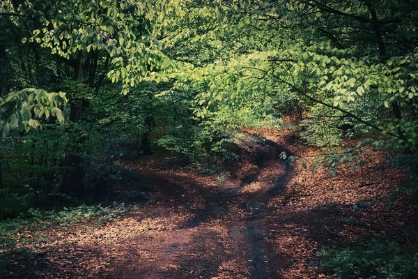 Chemin Terre Dans Forêt — Photo