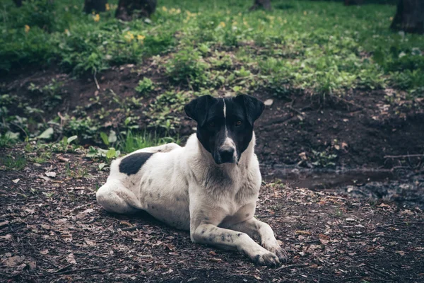 Cute street dog lying on the ground and looking at the camera