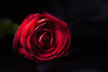 Dark flower banner with red rose 