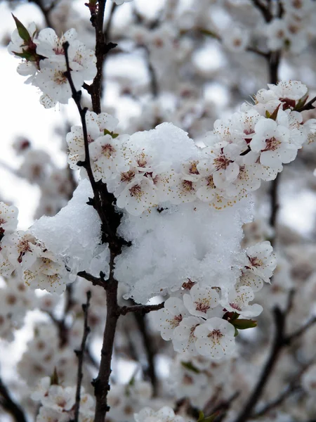 Flowering Branch Fruit Tree Snow Ice Growth Development Obstacles Vertical — Stockfoto