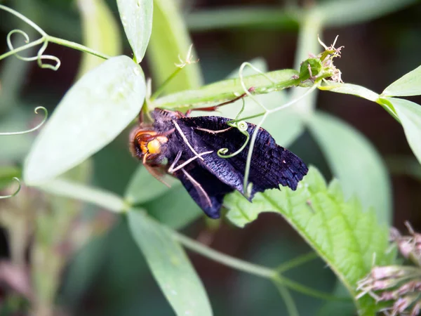 Huge Yellow Bellied Hornet Devours Colorful Butterfly Right Claws Some — Stock Photo, Image