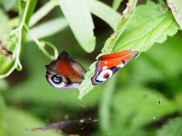 Asas Multicoloridas Borboleta Encontram Folhas Verdes Lado Fora Tendril Pendura — Fotografia de Stock