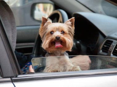 Kavram. Küçük bir köpek kafasını araba camından dışarı çıkardı. O, elinde bir cep telefonu tutan hostesin kucağına oturur. Modern toplumun gelişiminde bir eğilim olarak nesnelerin zamanla azalması.