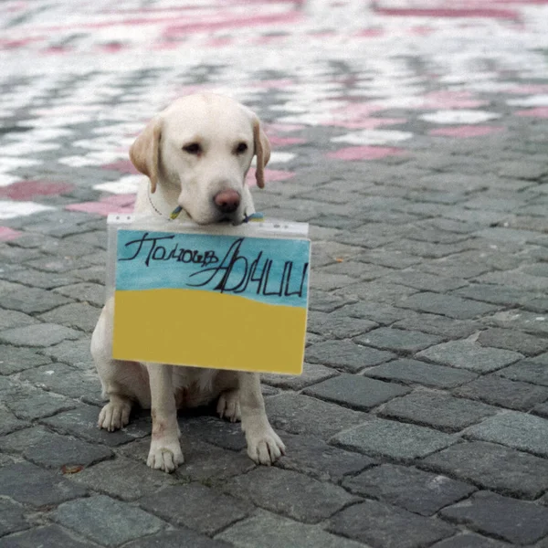 Mavi-sarı Ukrayna bayrağına sahip yaralı gönüllü bir köpek. Özel şablon. Bayrağın tepesinde: 