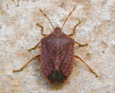Adult Southern Green Stink Bug, Winter Colors, Nezara viridula (Linnaeus)