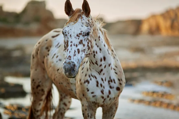 Porträtt av knabstrupper ras häst vit med bruna fläckar på rocken — Stockfoto