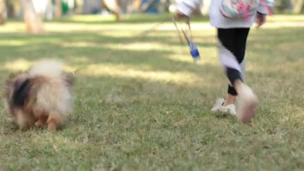 Счастливая маленькая девочка с собакой в парке, на летнем поле. ребенок играет с щенком на открытом воздухе. Владелец ребенка выгуливает Померанский шпиц по дороге. друзья детства с домашними животными — стоковое видео