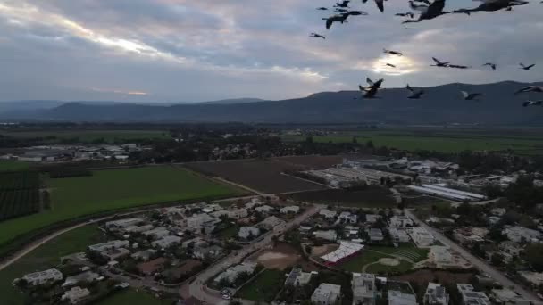ドローンの横を飛ぶ鳥のための4kの空中映像 — ストック動画