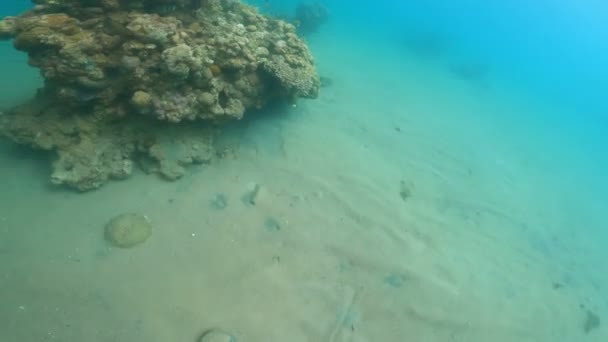Colorido coral duro y suave en un arrecife tropical — Vídeos de Stock