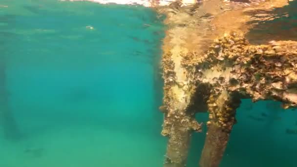 Duikers duiken op palen onder water met koralen en andere mariene soorten die groeien — Stockvideo