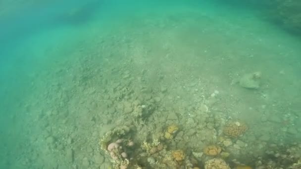 Buceadores buceando en postes submarinos con corales y otras especies marinas creciendo. estilo de snorekling en agua salada — Vídeo de stock