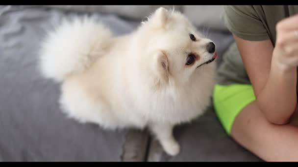 Obedient Pomeranian Dog Sits Next Owner Begs Food Dog Looks — Wideo stockowe
