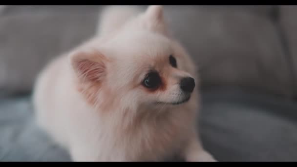 Cute White Hair Puppy Pomeranian Sit Relax Sofa Couch Living — Vídeo de Stock