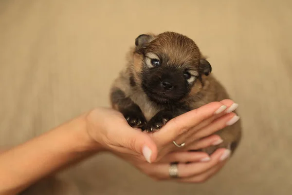 Small newborn puppy in female hands. A beautiful and cute puppy in her arms. Funny little puppy. High quality photo