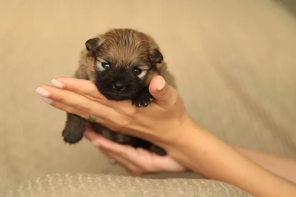 Small newborn puppy in female hands. A beautiful and cute puppy in her arms. Funny little puppy. High quality photo