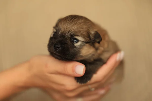 Small newborn puppy in female hands. High quality photo.