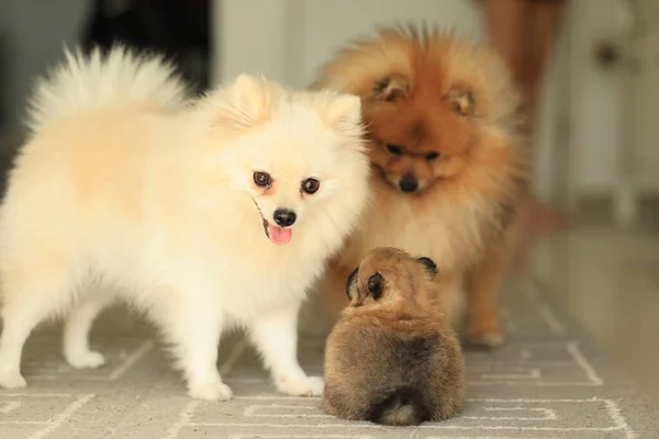 Famiglia Cani Mamma Papà Cucciolo Pomeraniani Foto Alta Qualità — Foto Stock